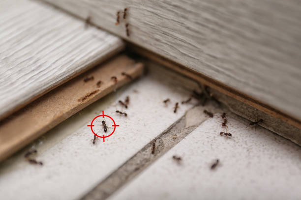 Best Affordable Pest Control Services  in Ack, NY