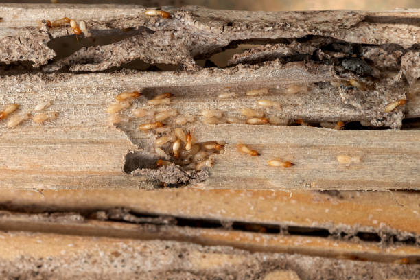 Best Pest Inspection Near Me  in Ack, NY