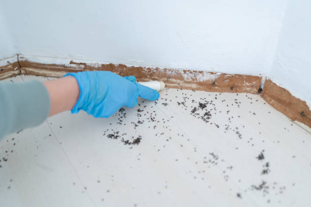 Trusted Nyack, NY Pest Control Experts